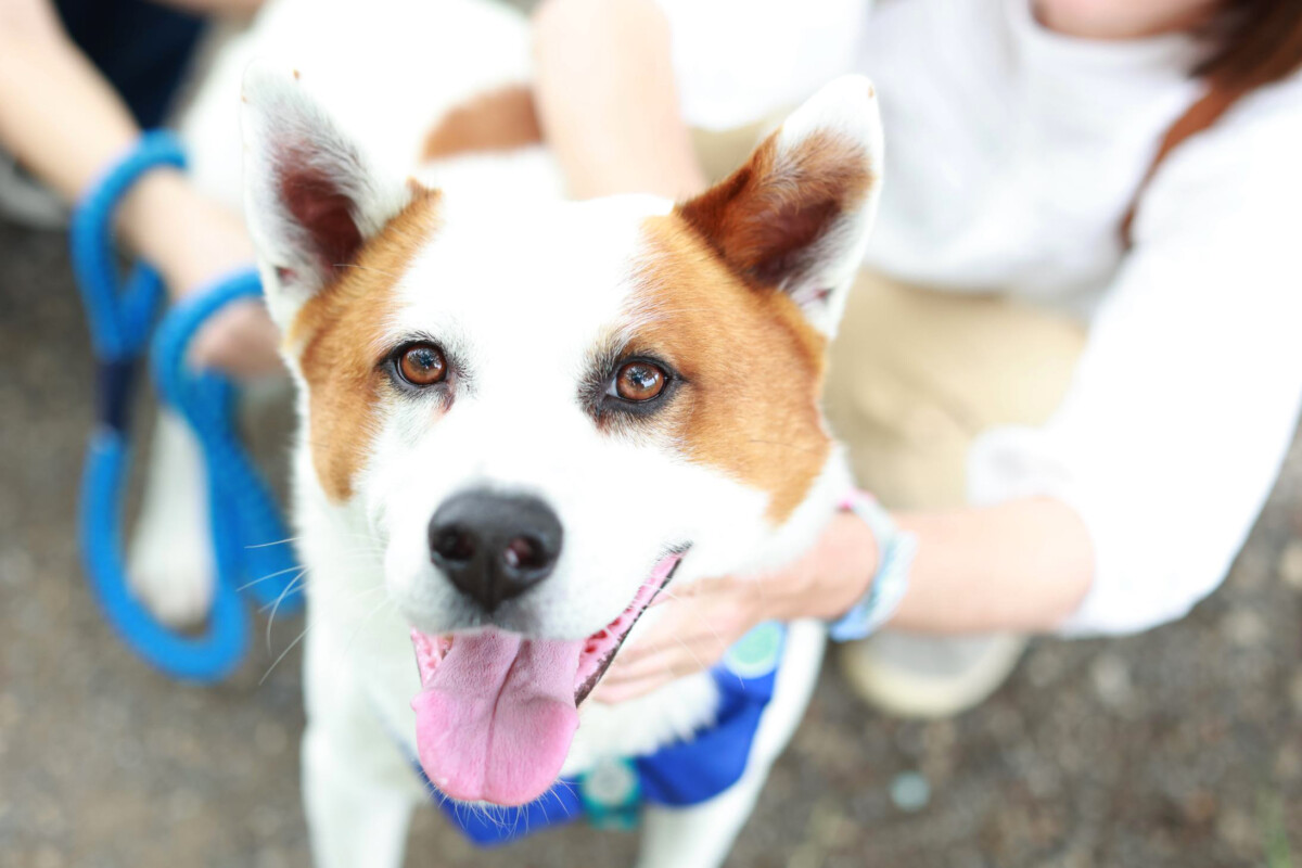 【ペット】いつものお散歩風景